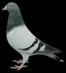 pigeon.png